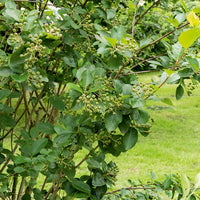 Heesters - Zwarte appelbes - Aronia melanocarpa