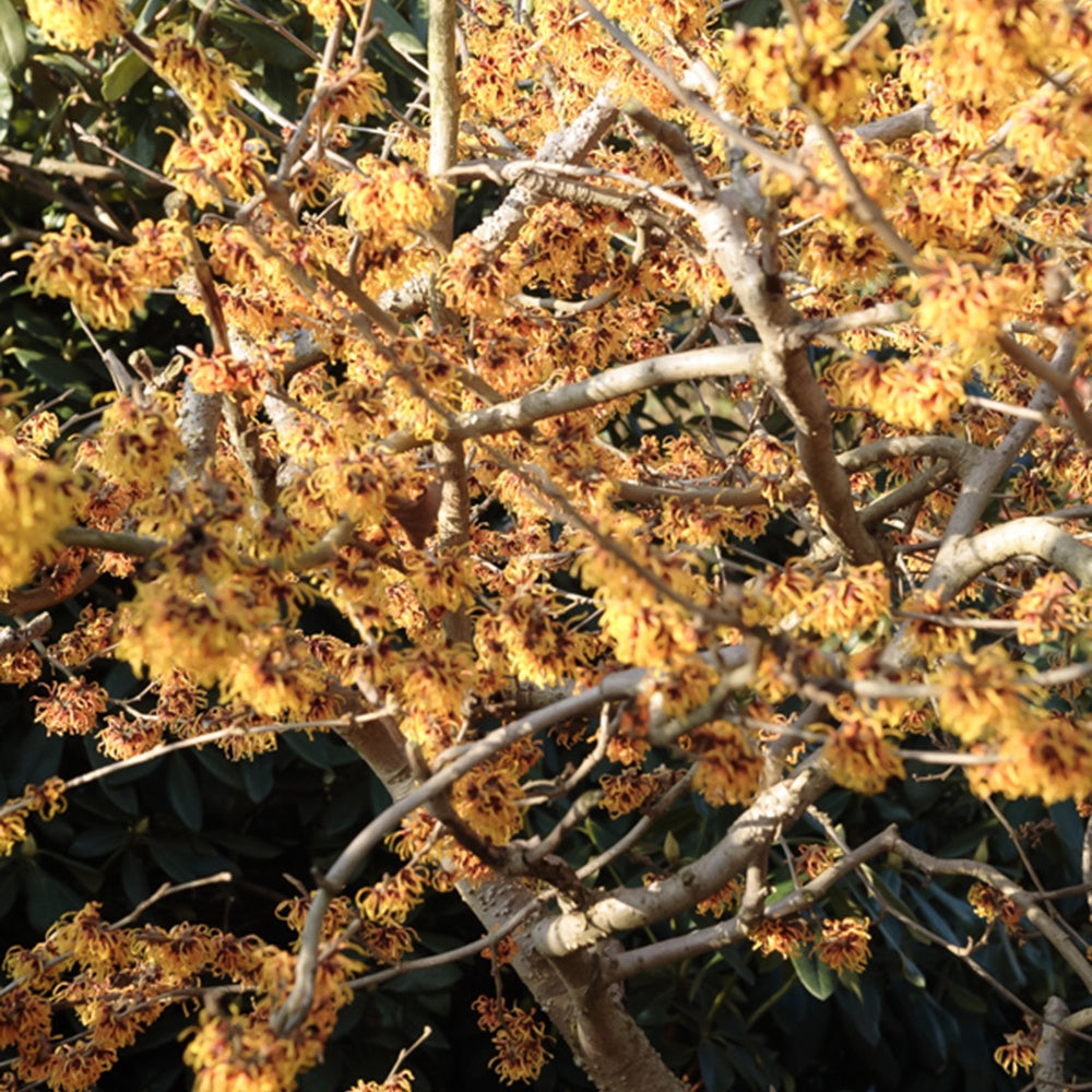 Chinese toverhazelaar - Hamamelis intermedia 'orange beauty' - Terras- en balkonplanten