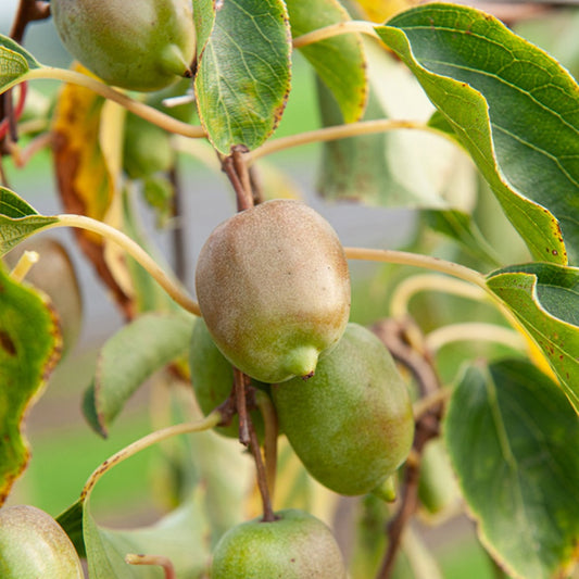 Kiwi 'Ken's Red' - Actinidia arguta 'ken's red' - Fruit