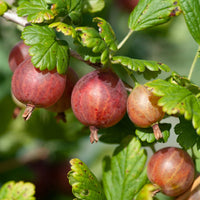 Kruisbes 'Captivator' - Bakker