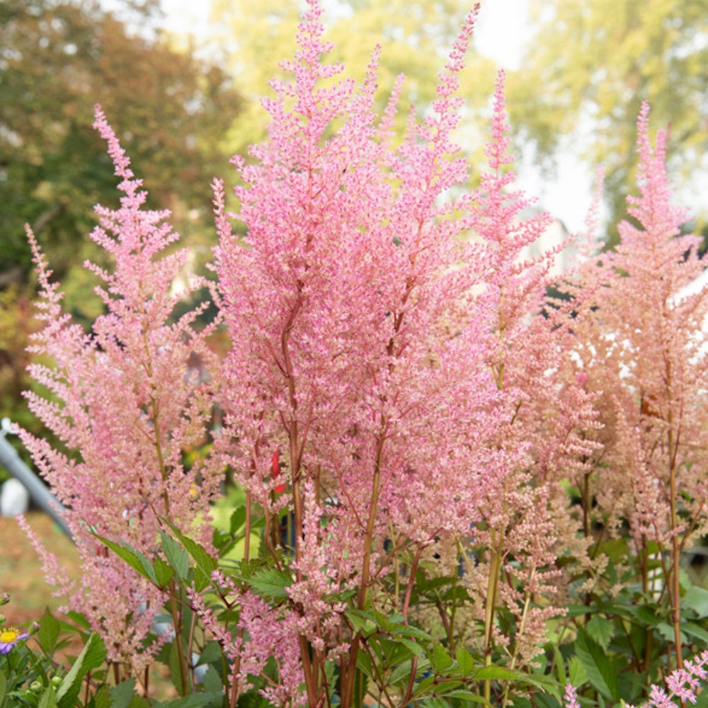 Pluimspirea 'Erika' - Astilbe arendsii erika - Tuinplanten