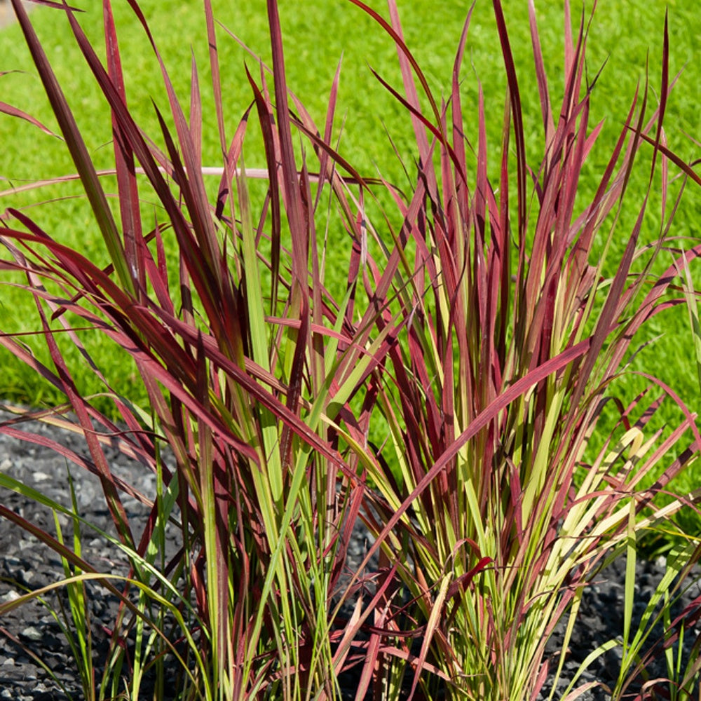 Japanese Bloedgras - Imperata cylindrica 'red baron' - Tuinplanten