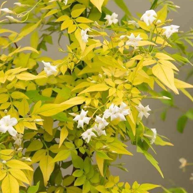 Jasmijn 'Fiona Sunrise' - Jasminum officinale 'frojas' fiona sunrise - Tuinplanten