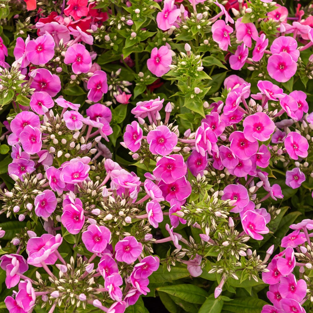 Vlambloem 'Bambini® Desire' - Bakker