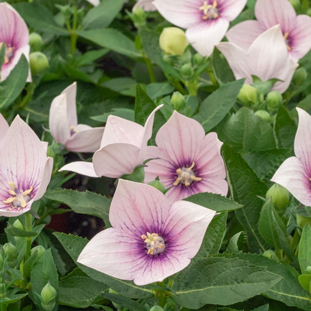 Grootbloemig balonklokje - roze - Platycodon grandiflorus pink - Tuinplanten