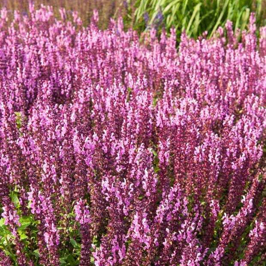 Bossalie 'Sensation Pink' - Bakker