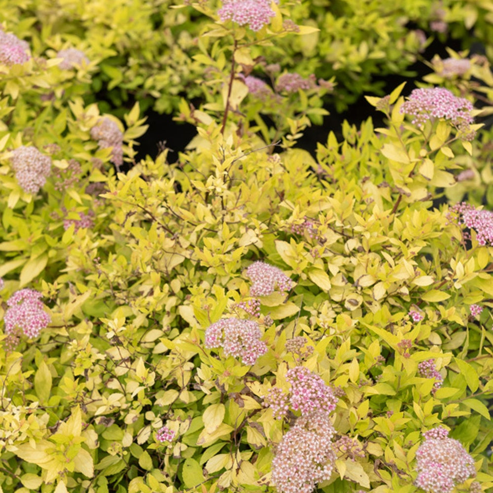 Spierstruik Goldmound - Spiraea japonica goldmound - Tuinplanten