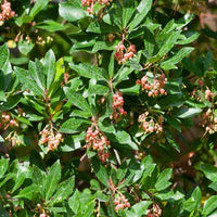 Apenboom 'Rubra' - Arbutus unedo 'rubra' - Type fruitbomen