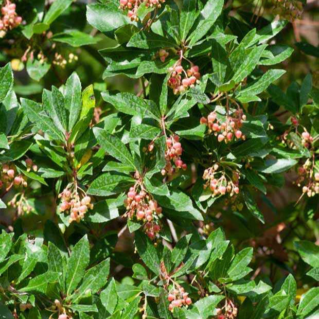 Andere fruitbomen en -struiken - Aardbeienboom 'Rubra' - Arbutus unedo 'rubra'