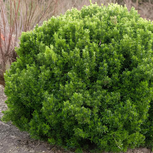 Kardinaalsmuts 'Microphyllus' - Bakker