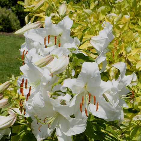 Lelie 'Casa Blanca' - Bakker