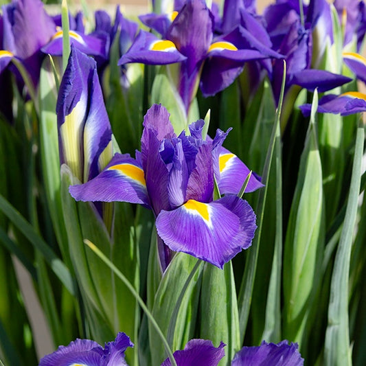 Hollandse Iris Purple Sensation - Iris 'purple sensation' - Bloembollen
