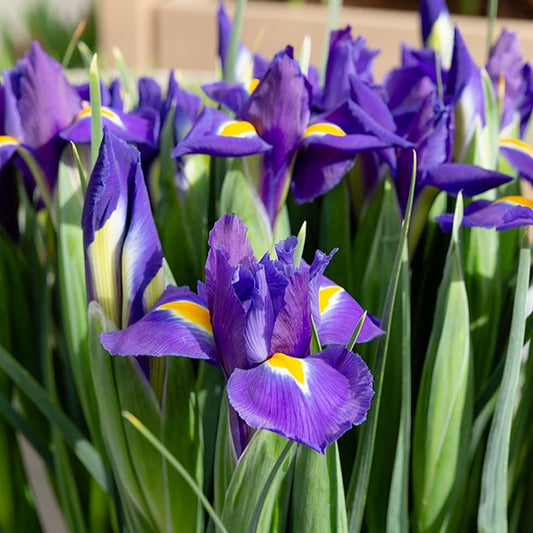 Hollandse Iris Purple Sensation - Iris 'purple sensation' - Bloembollen