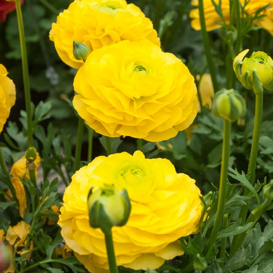 Gele Ranonkels - Ranunculus yellow - Bloembollen
