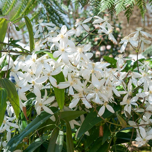 Bosrank 'Snowdrift' - Clematis armandii 'snowdrift' - Heesters en vaste planten