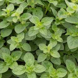 Oregano - Bakker