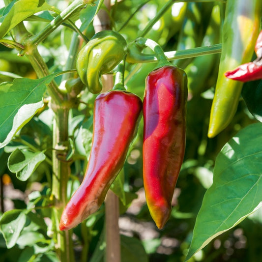 Peper 'Gorria' - Moestuin