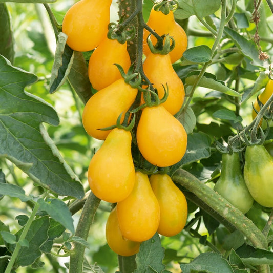 Kerstomaat 'Yellow Pearshaped' - Bakker