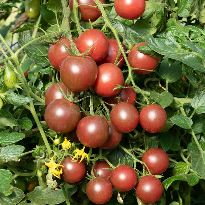 Zwarte kerstomaat - Moestuin