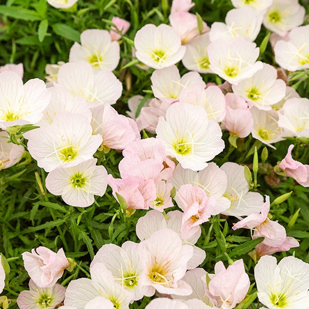 Teunisbloem 'Siskiyou Pink' (x2) - Oenothera siskiyou pink - Heesters en vaste planten
