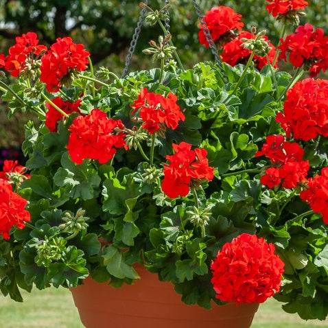 Pelargonium peltatum red - Hangende geranium dubbel rood - Geranium - Pelargonium