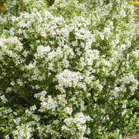 Boerenjasmijn 'Virginal' - Philadelphus virginal - Bakker
