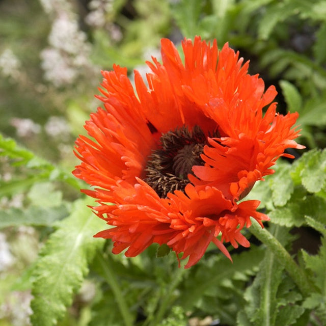 Oosterse klaproos 'Türkenlouis' - Papaver orientale türkenlouis - Bakker