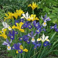 Hollandse Iris Mix (x50) - Iris hollandica - Irissen - Iris