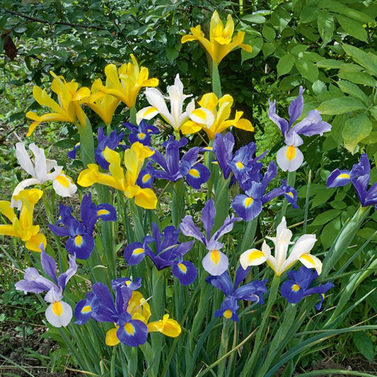 Hollandse Iris Mix (x50) - Bakker