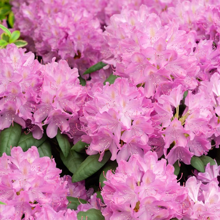 Rhododendron 'Roseum Elegans' - Rhododendron roseum elegans - Heesters en vaste planten