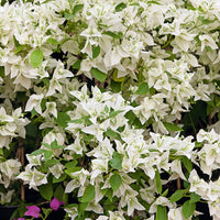 Bougainville - Bougainville 'White Cascade' - Bougainvillea white