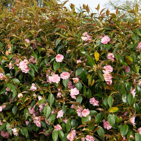 Japanse roos 'Spring Festival' - Camélia hybride spring festival - Japanse roos – Camellia