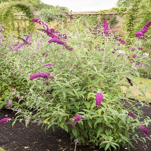 Vlinderstruik 'Royal Red' - Buddleja davidii royal red - Vlinderstruik - Buddleja