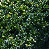 Japanse hulst - Ilex Crenata - Japanse hulst - Ilex crenata Dark Green - Houx japonais