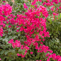 Verkoop Roze bougainville - Bougainvillea pink