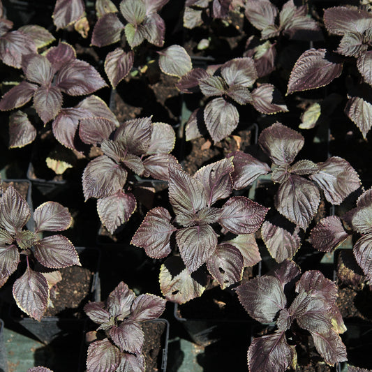 Japanse basilicim (Shiso) - Bakker
