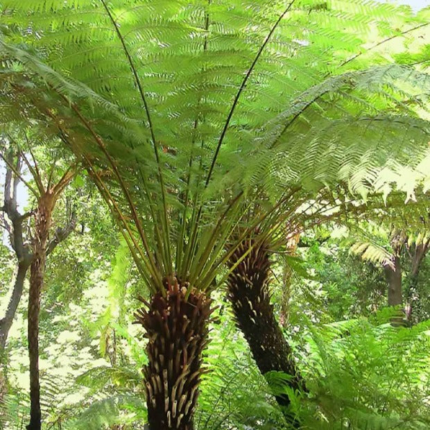 Varens - Tasmaanse boomvaren - Dicksonia antarctica