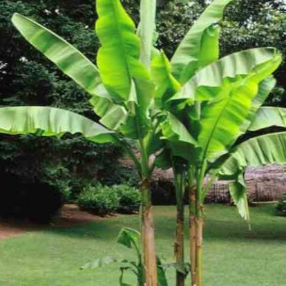 Japanse Bananenplant Ever Red - Musa sikkimmensis Ever Red - Bakker