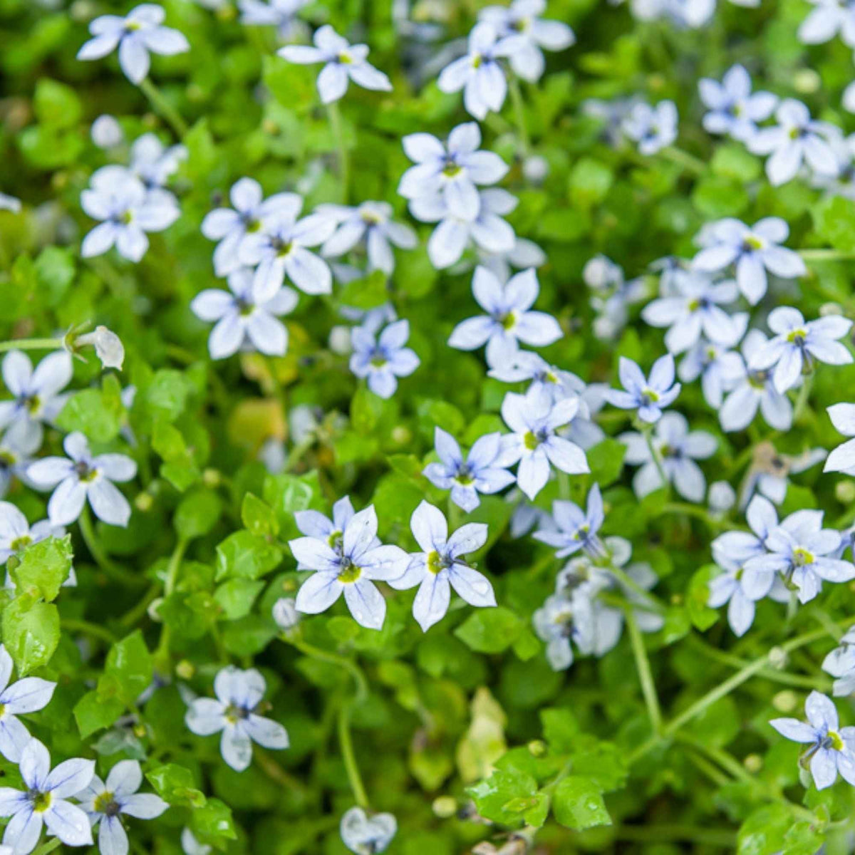 Isotoma fluviatilis - Blauwe grondkruiper (x3) - Vaste planten