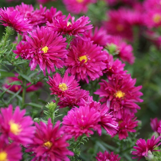 Herfstaster (x3) - Aster novi-belgii 'royal ruby' - Tuinplanten