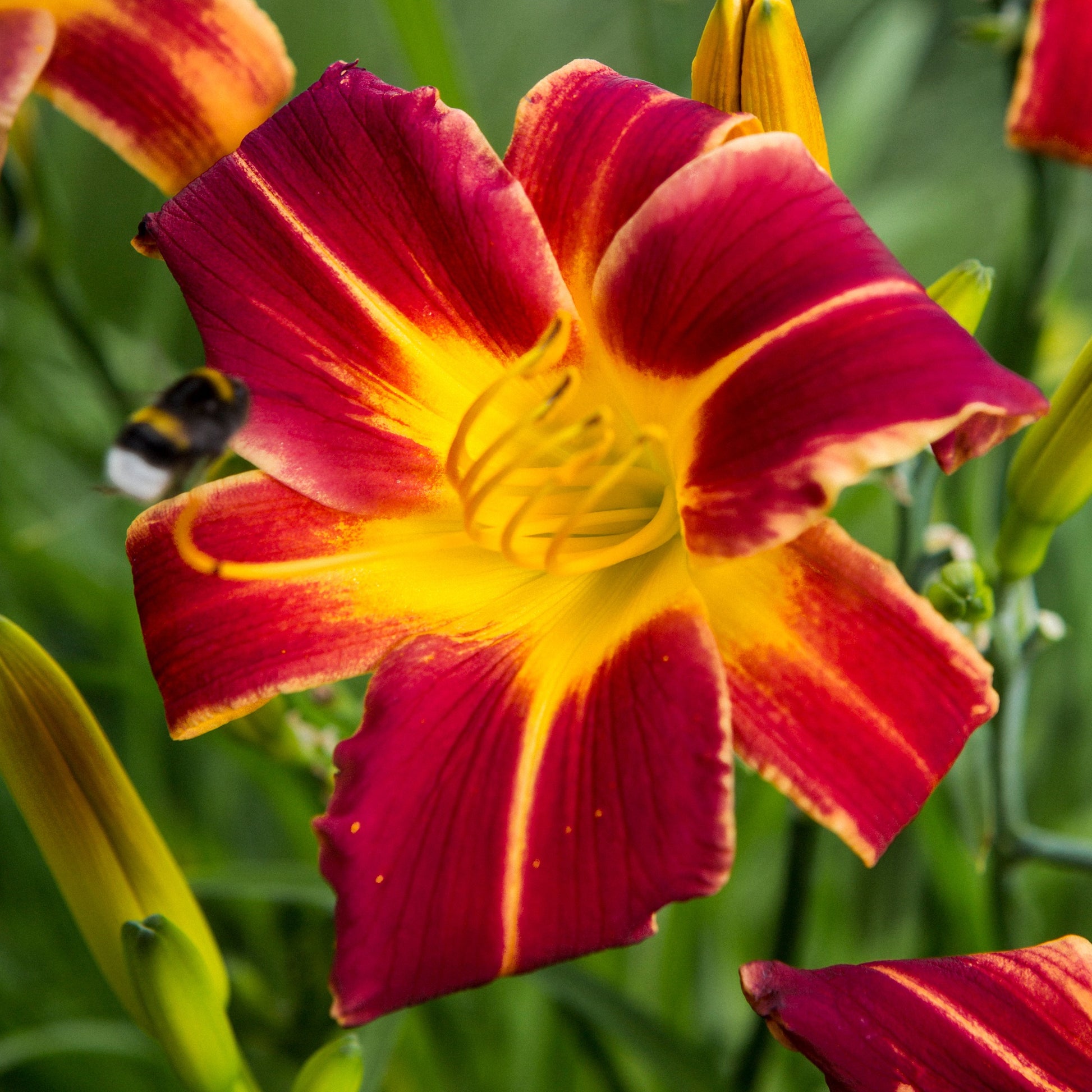 Daglelie (x3) - Hemerocallis 'everydaylily red ribs' - Tuinplanten