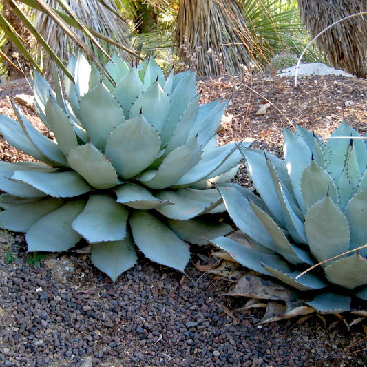 Agave parryi - Bakker