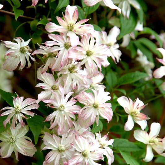 Clematis 'Majorie' - Clematis 'marjorie' - Tuinplanten