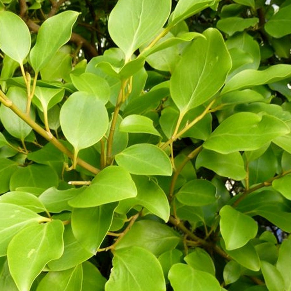 Griselinia littoralis 'Redge' (x3) - Griselinia littoralis 'redge'