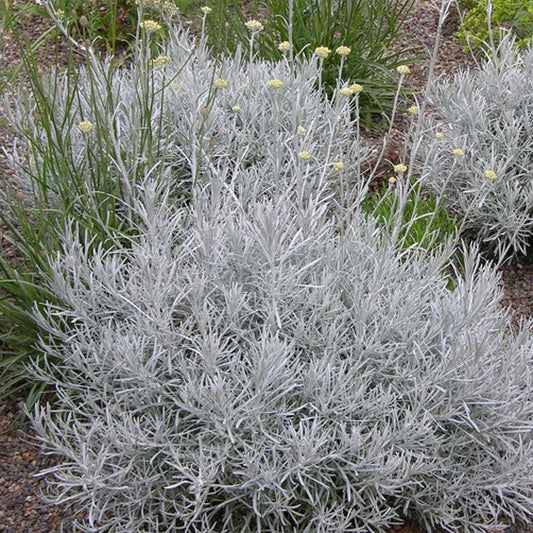 Kerrieplant - Helichrysum italicum subsp. serotinum - Tuinplanten