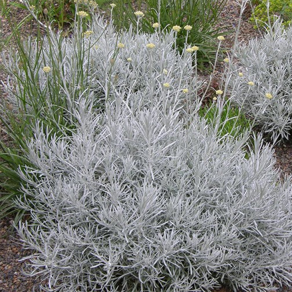 Helichrysum