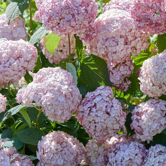 Sneeuwbalhortensia 'Candy Bell Bubblegum'® - Bakker