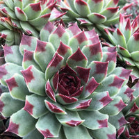 Huislook 'Mrs. Guiseppi' (x3) - Sempervivum 'mrs. guiseppi' mint marvel ( chick ch - Tuinplanten