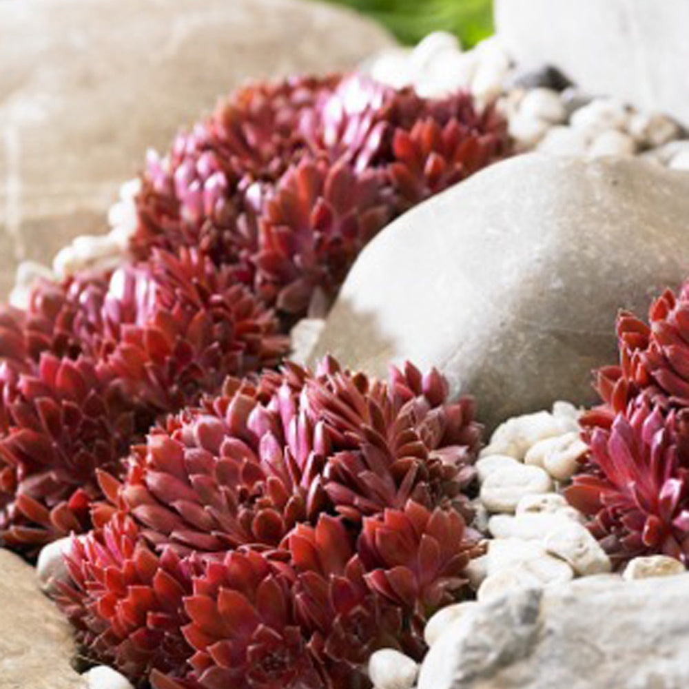 Huislook 'Chick Charm'® - Sempervivum 'chick charmes' - Bakker