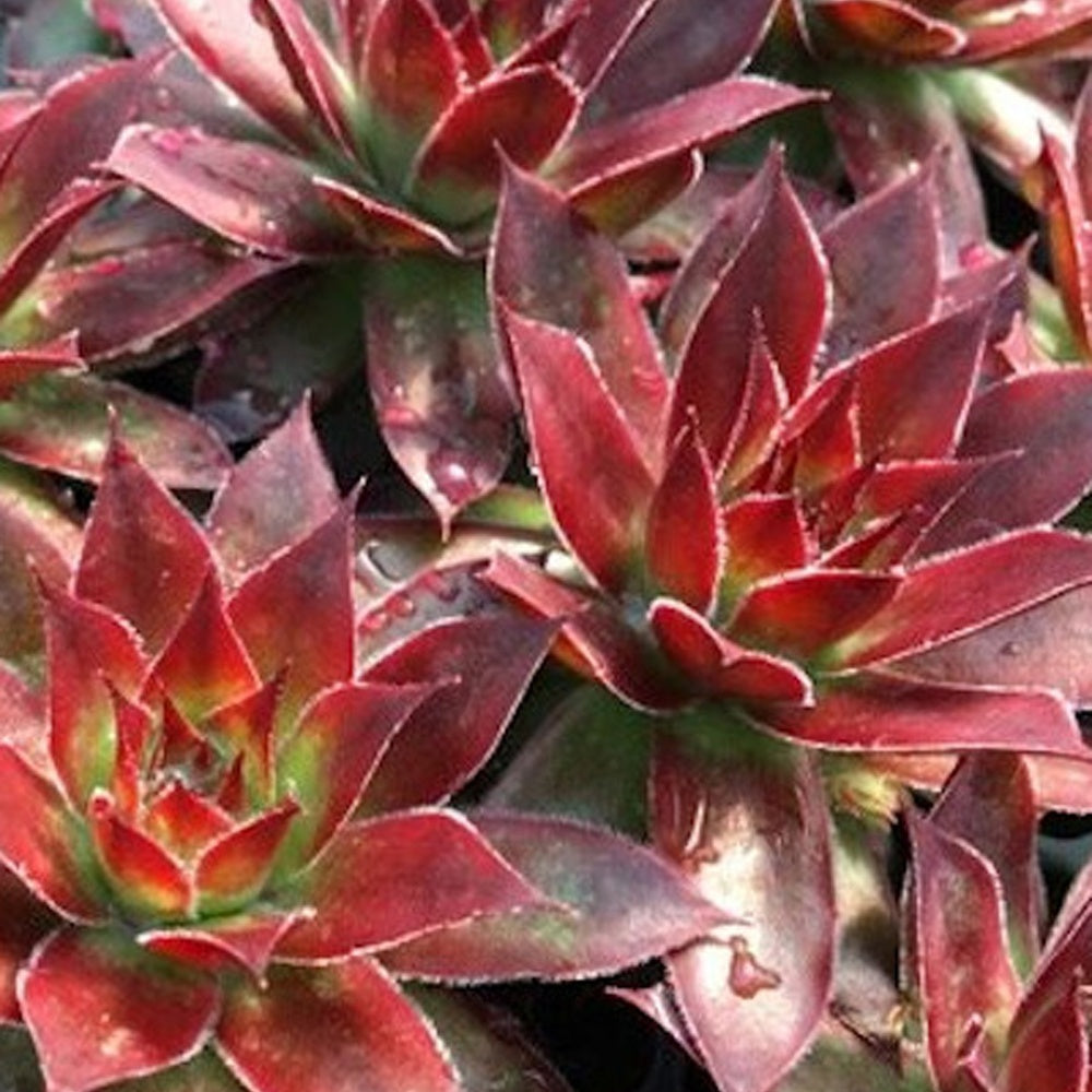 Sempervivum 'chick charmes' - Huislook 'Chick Charm'® - Sempervivum - Huislook